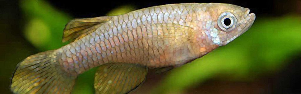 Micropanchax loati – Ugandai fénylőszemű hal