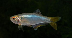 Mimagoniates inequalis - Szélesfarkú kéklazac