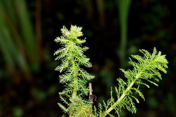 Myriophyllum alterniflorum - Változóvirágú süllőhínár