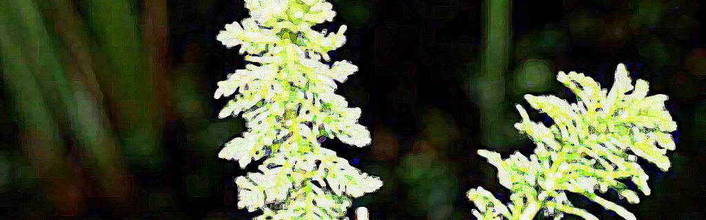 Myriophyllum alterniflorum – Változóvirágú süllőhínár