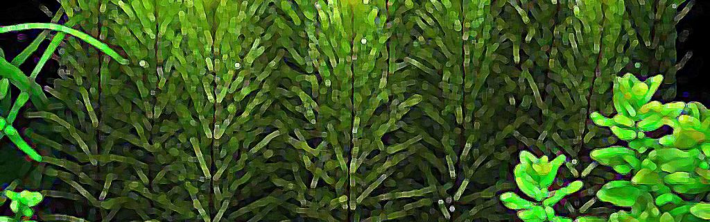 Myriophyllum pinnatum – Bokros süllőhínár