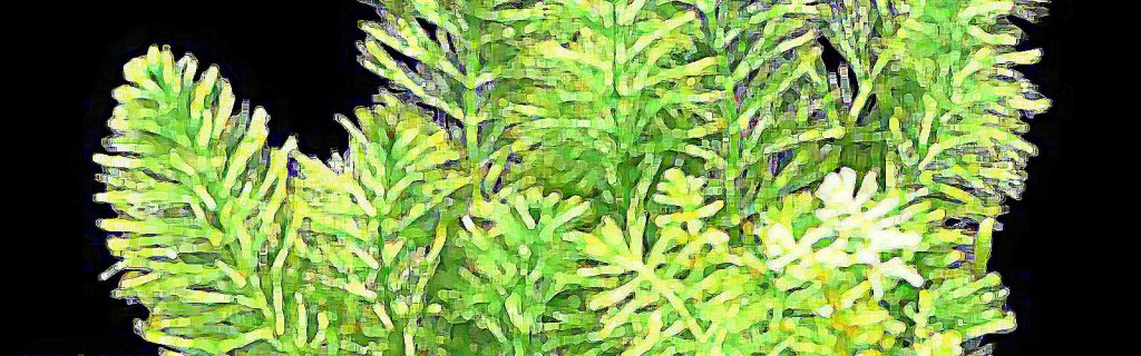 Myriophyllum quitense – Andesi süllőhínár