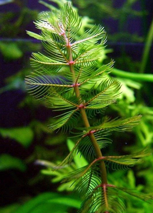 Myriophyllum spicatum - Füzéres süllőhínár