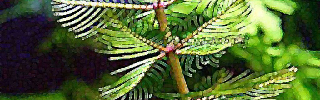 Myriophyllum spicatum – Füzéres süllőhínár