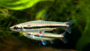 Nannostomus trifasciatus - Háromcsíkos törpeszájú hal
