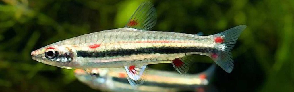 Nannostomus trifasciatus – Háromcsíkos törpeszájú hal