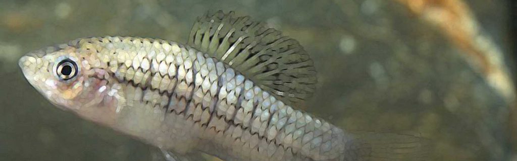 Xiphophorus nezahualcoyotl – Színjátszó kardfarkú hal