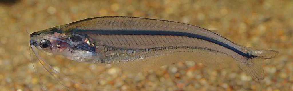 Parailia pellucida – Nílusi üvegharcsa