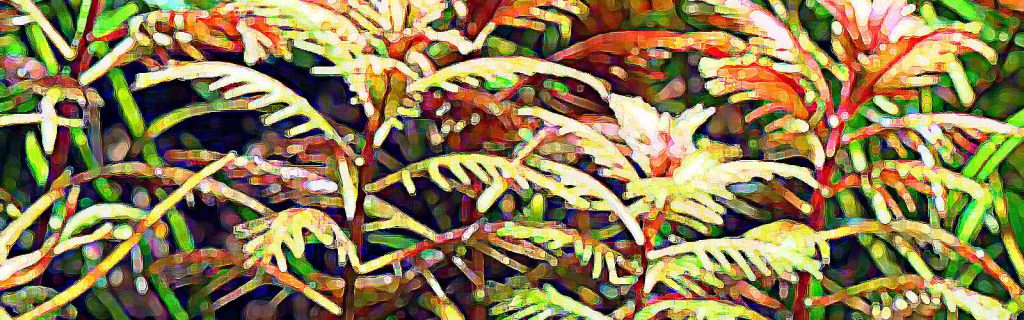 Proserpinaca palustris – Bíboros csillaghínár