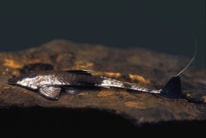 Pseudohemiodon apithanos - kaméleon vértespáncélosharcsa