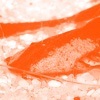 2014 március hala a kaméleon vértesharcsa - Ikon