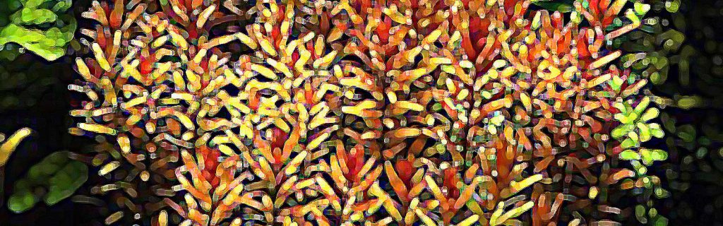 Rotala rotundifolia – Kereklevelű rotala