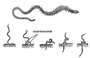 Csővájó féreg - Tubifex tubifex nagyított képe- láthatók az oldalserték -fent- befúrja magát a talajba -lent- majd a talajszennyeződést a felszínre hozza - Sterba nyomán