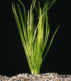 Vallisneria spiralis - Közönséges valiznéria