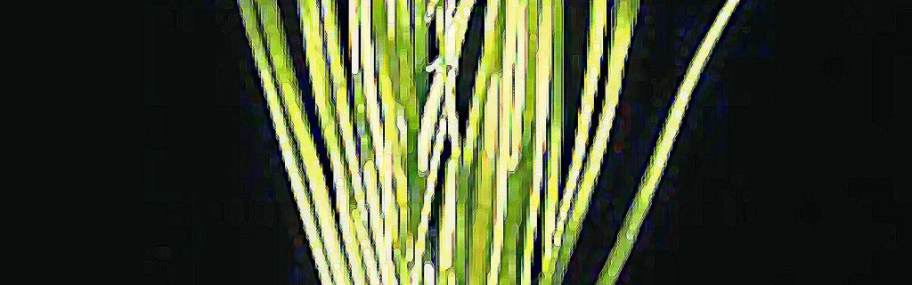 Vallisneria spiralis – Közönséges valiznéria