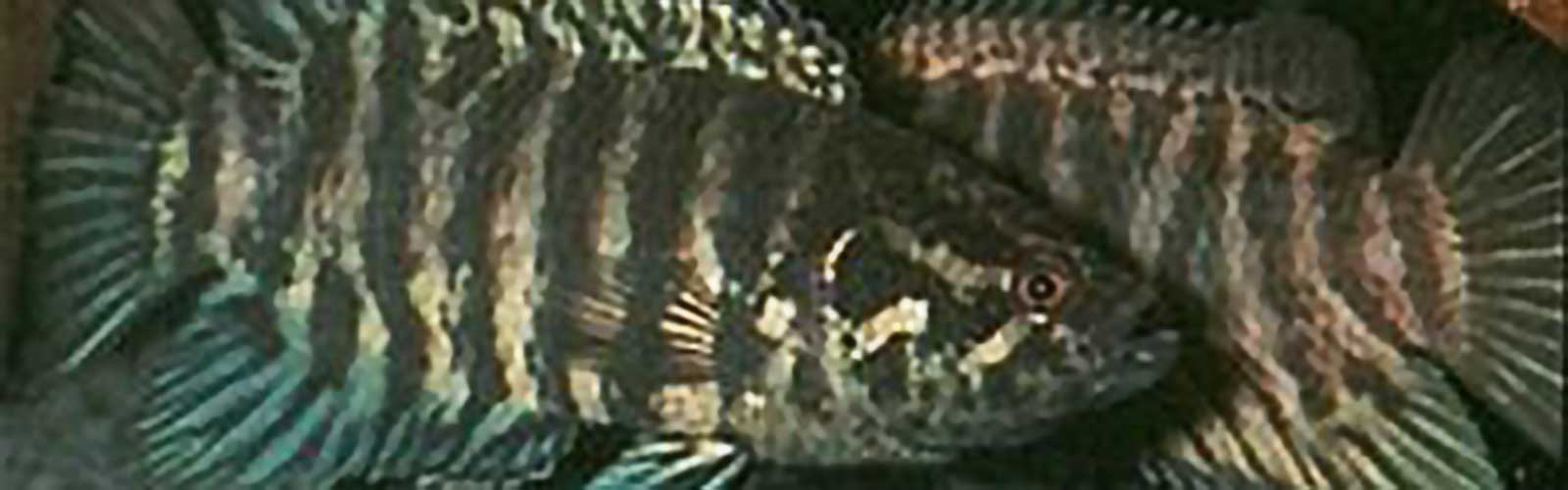 Microctenopoma congicum - Kongói bozóthal fejkép