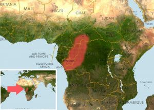 Microctenopoma congicum - Kongói bozóthal elterjedési területe (Distribution map)