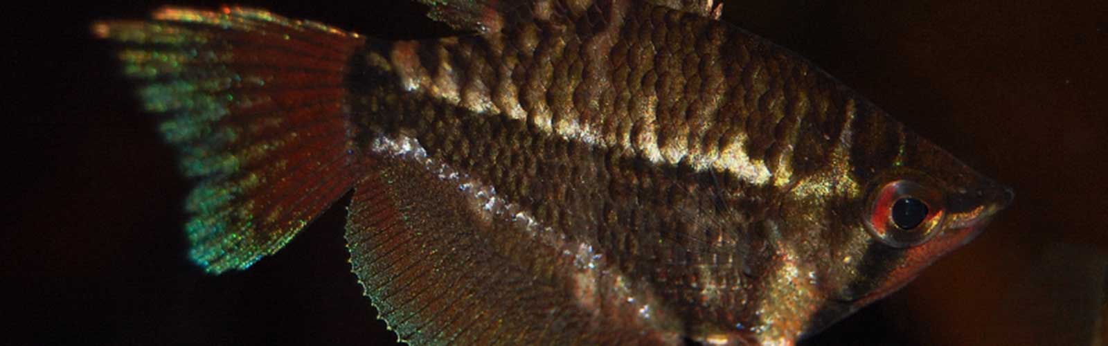 Sphaerichthys selatanensis - Keresztsávos csokoládégurámi fejkép