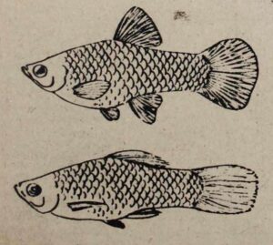 Az egészséges és beteg hal közötti különbségek